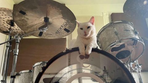 Cat on drums