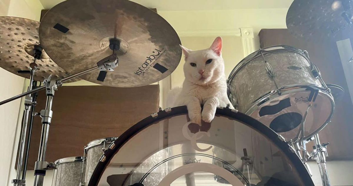 Deaf Cat Edgar Loves to Sit on Dad’s Drums to Feel the Beat
