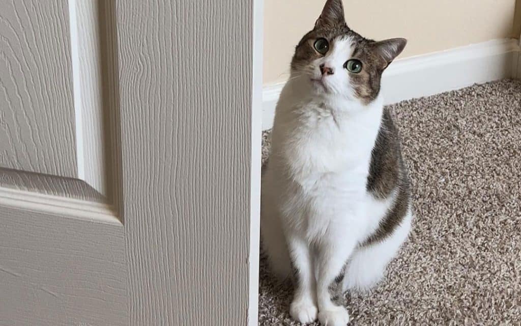 Cat by a door