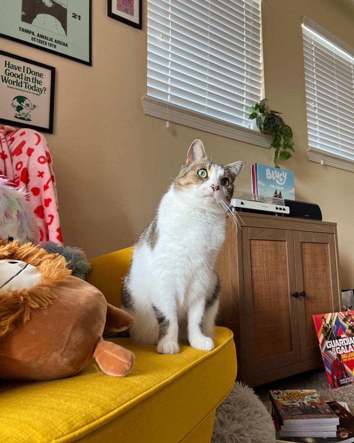 Ella Cat Is Obsessed With Watching TV and Especially Loves Cartoons