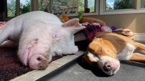 Dog and pig sleeping