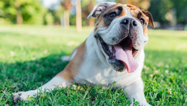 English Bulldog lying in grass with tongue out