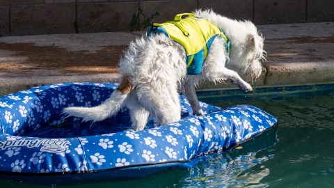 Dog leaps off pool float