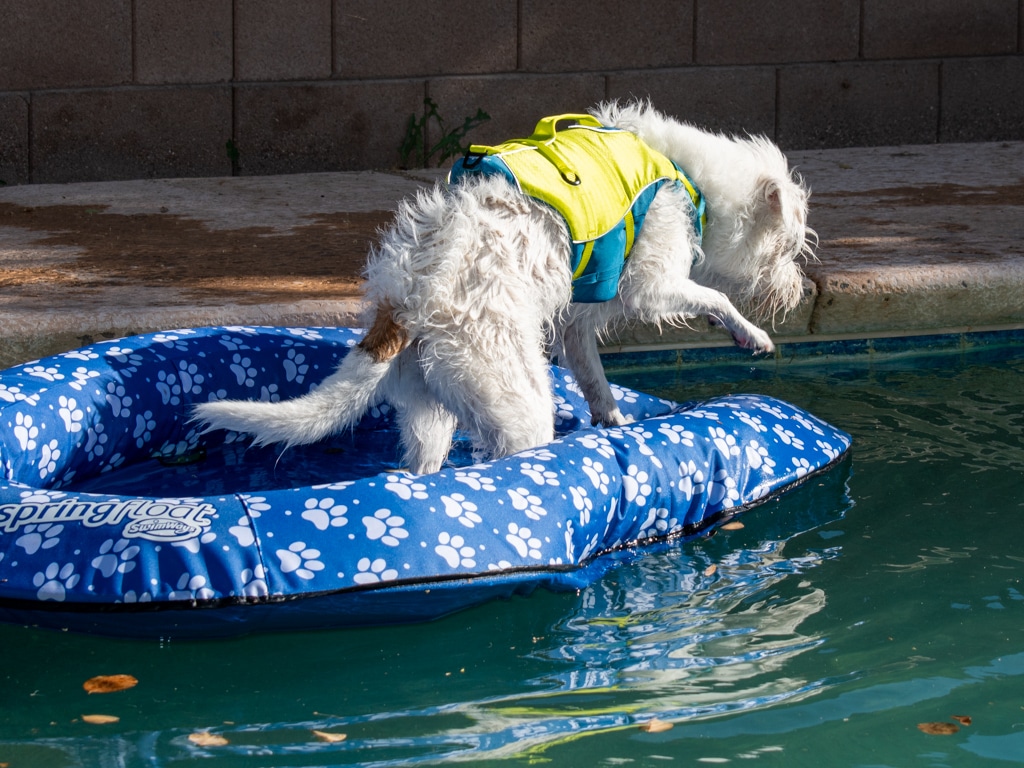 Dog in life jacket hops from raft to pool's edge