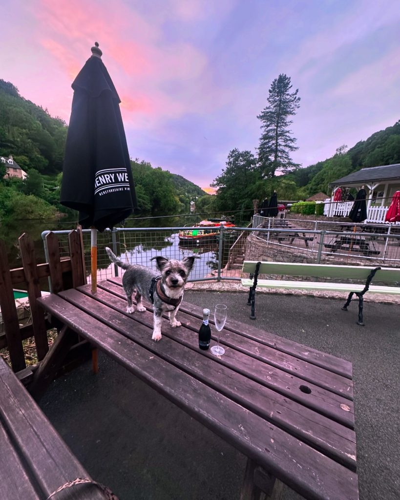 Dog standing on table at the Saracen's Head Inn