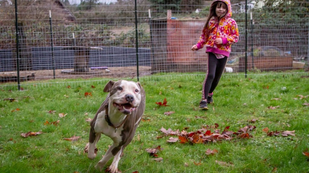 Child running with dog