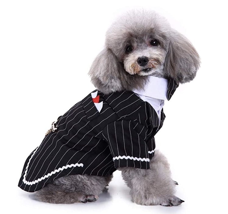 dog tuxedo