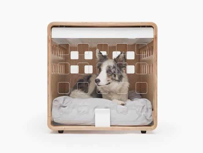 Australian Shepherd in Fable Dog Crate