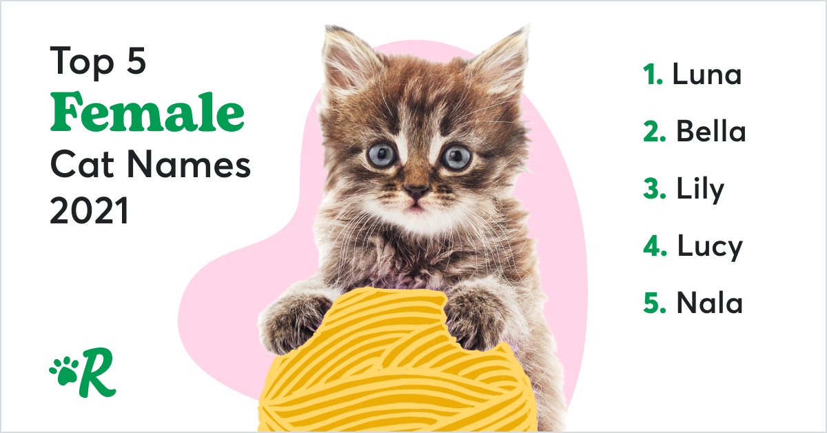 A cat playing with yarn on a pink and white background. The top cat names of 2021 are Luna, Bella, Lily, Lucy and Nala.
