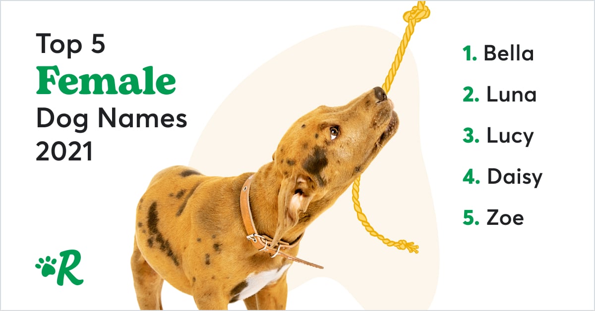 A dog pulling on a rope. The top 5 female dog names of 2021 are: Bella, Luna, Lucy, Daisy, Zoe.