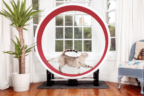 A cat in a living room setting walking on a large cat exercise wheel. 