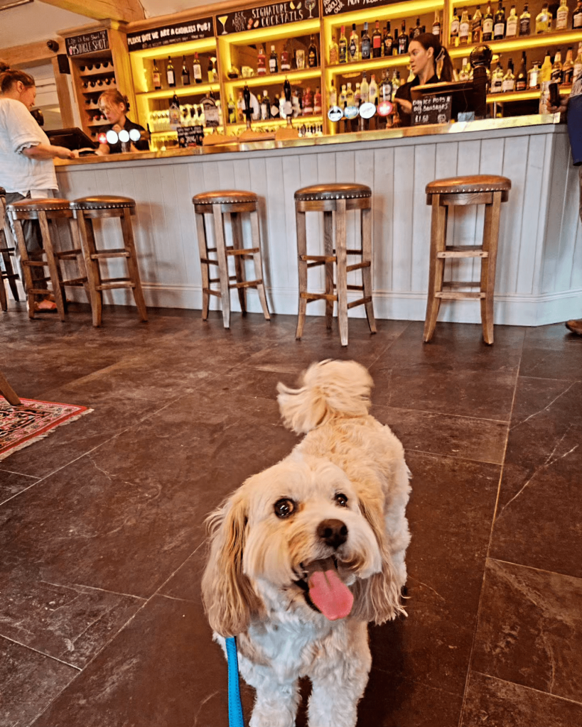 Dog at the bar in the Ferry Boat Inn