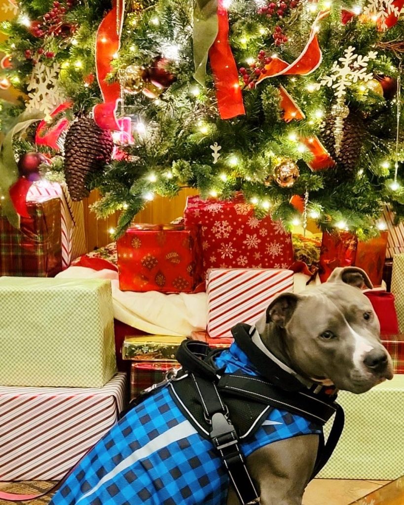 Finnegan dog with Christmas tree