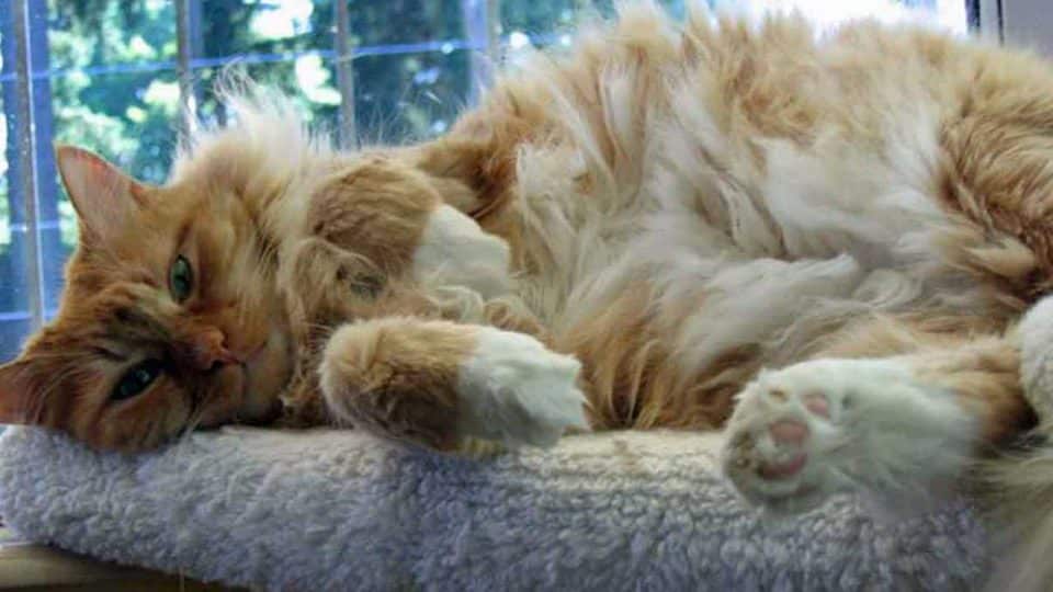 Orange and white cat