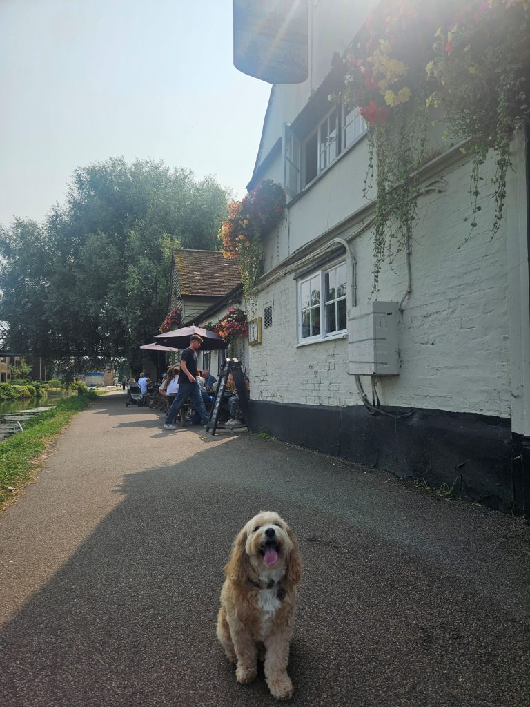 Dog outside pub