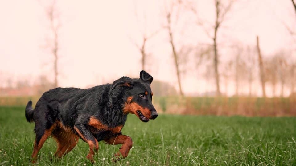 Beauceron dog running in grass at sunset