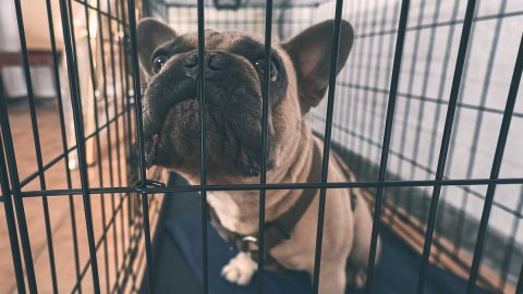 Frenchie in collapsible dog crate