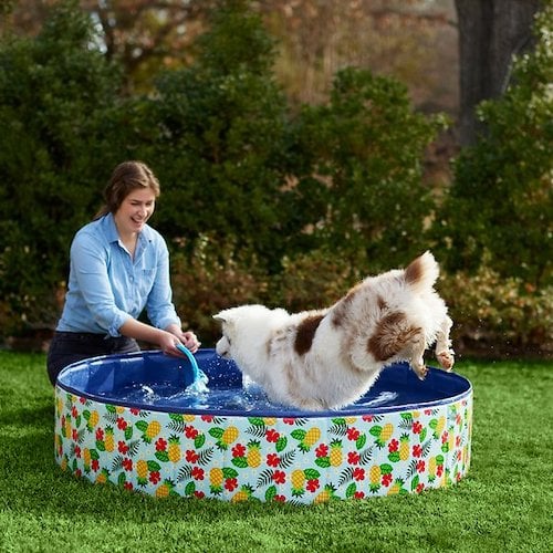 Frisco dog swimming pool