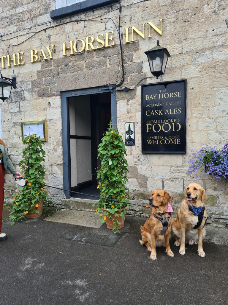 Two labradors outside The Bay Horse Inn, Goldsborough