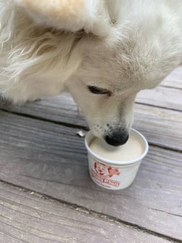 Remy eating his Frosty Paw treat