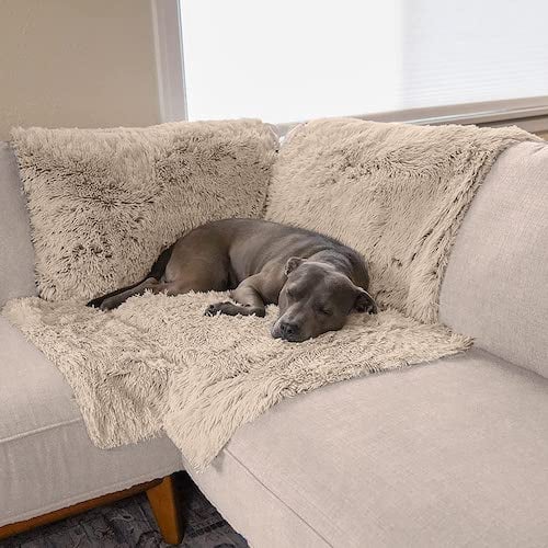 Dog laying on taupe couch cover