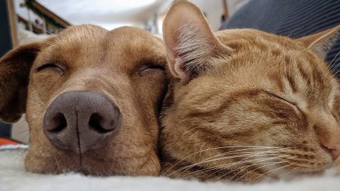 Ginger dog and cat