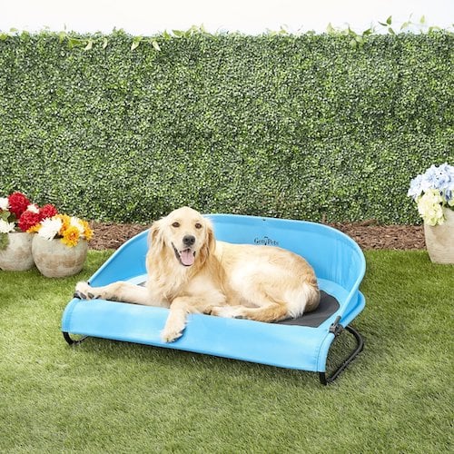 Golden Retriever sitting on a light blue elevated dog bed outside. 