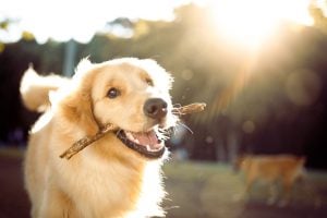 Golden-Retriever-sunset-OK