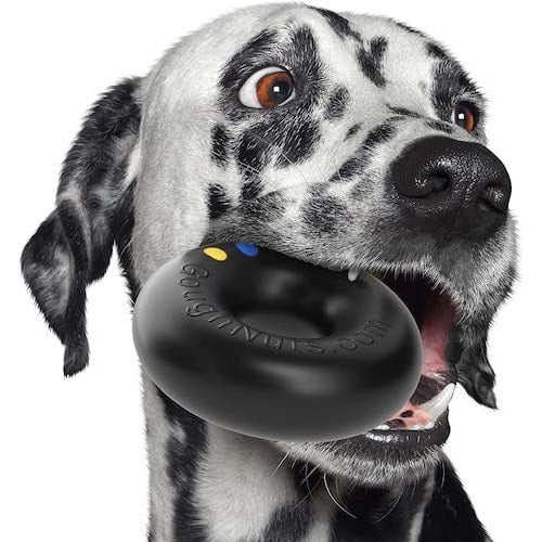 Dalmatian holding black Goughnuts indestructible dog ring in mouth