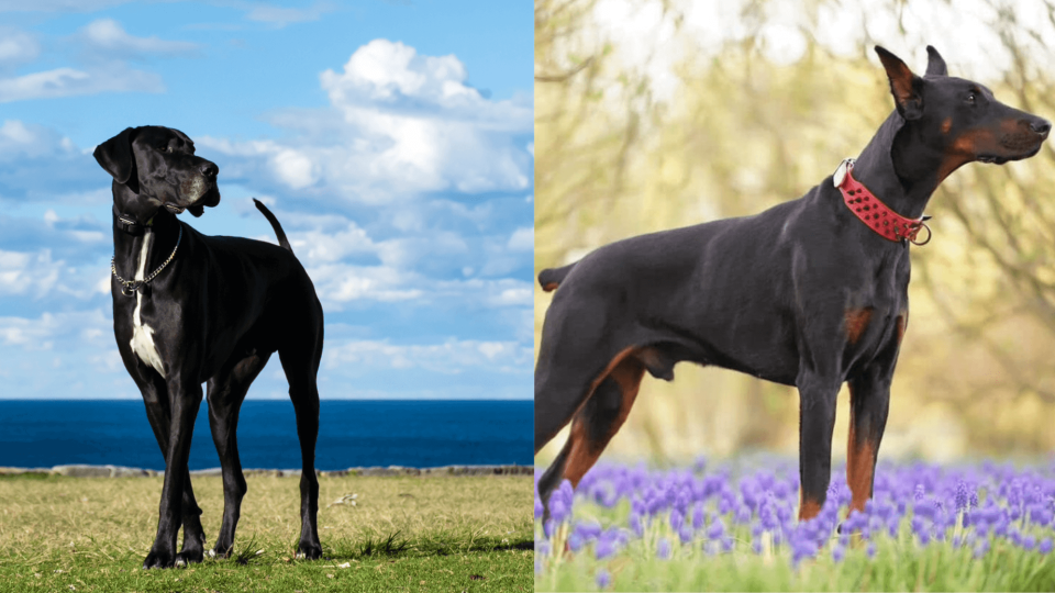 A black and white Great Dane stands in a field; on right, a Doberman Pinscher with cropped ears and a docked tail looks attentive in a meadow with purple flowers.