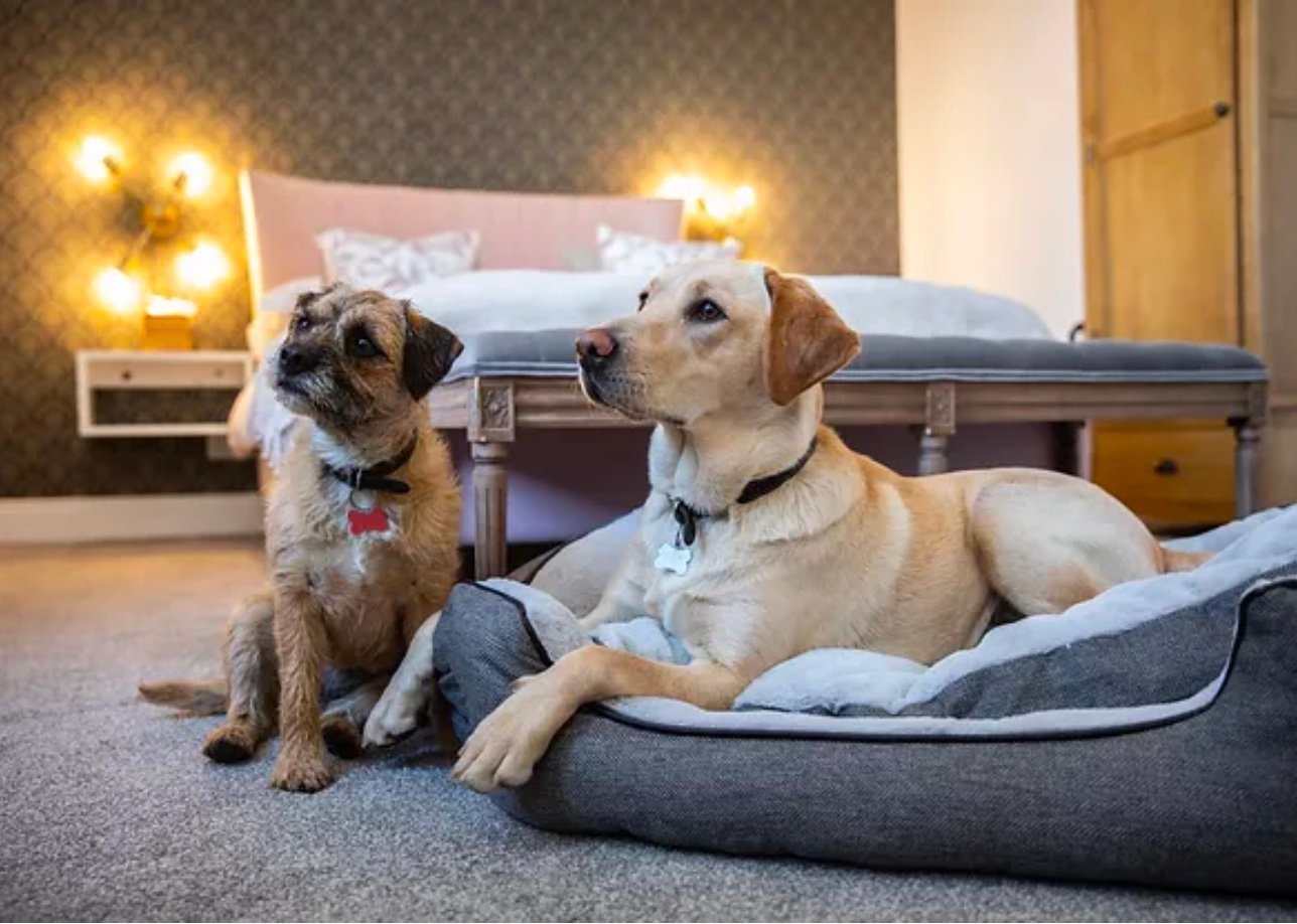 Dogs in a hotel room