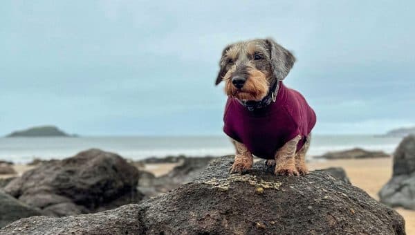 Dog on beach rocks