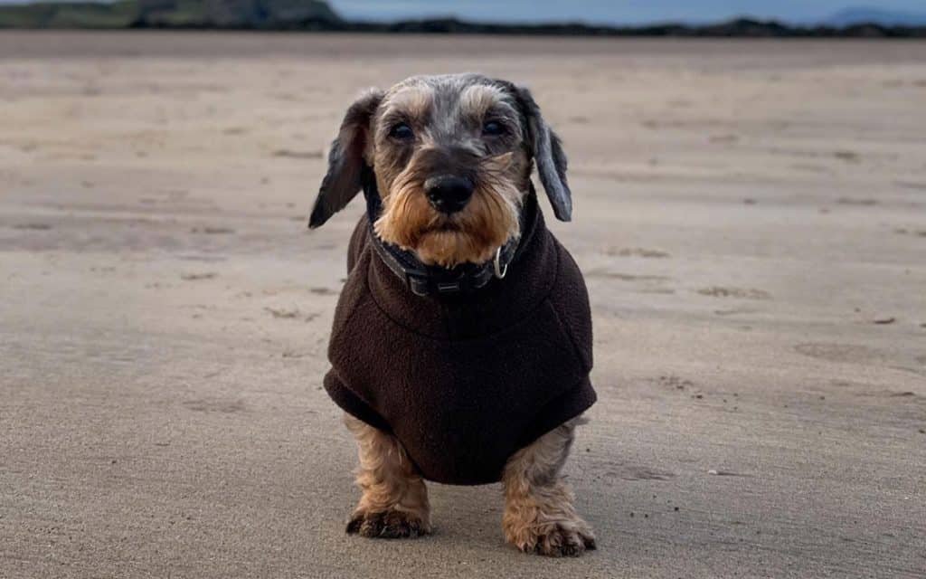 Dog on beach