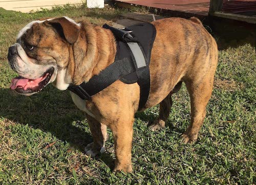 frisco no pull dog harness