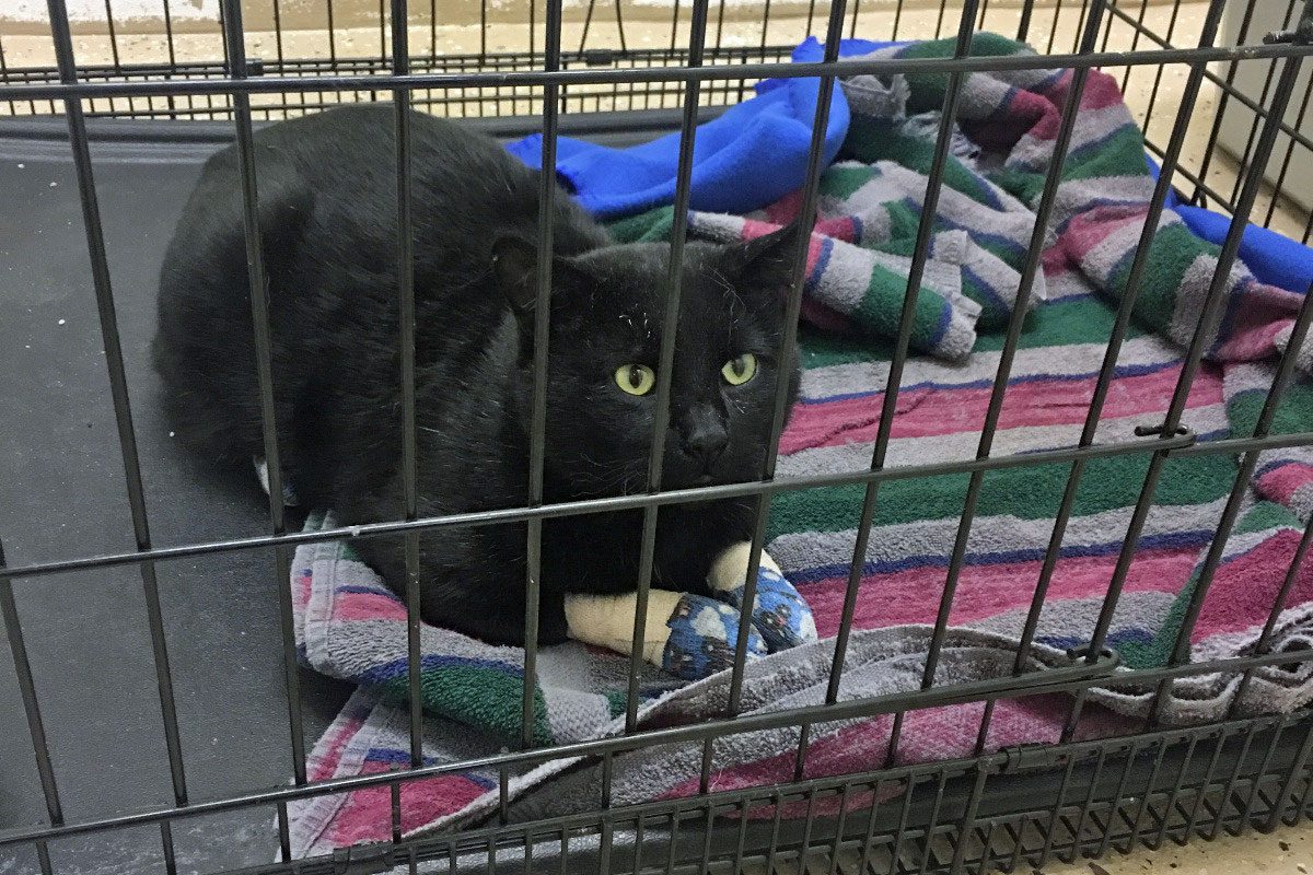 'The Hospital Cats' Play Nurse to Rotating Pet Patients at Vet Hospital