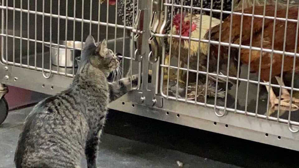 Cat with chickens