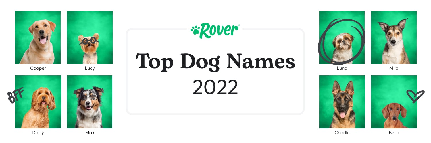 A banner with 8 dogs featured like yearbook photos and black text saying top dog names 2022