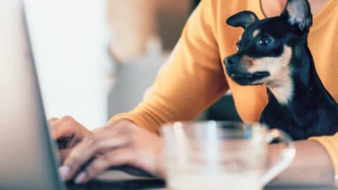 A picture of a dog sitting in a pet parent's lap at their desk.