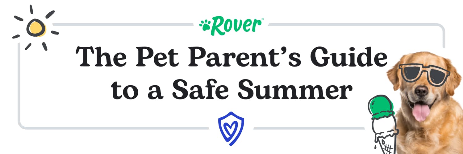 The Pet Parent’s Guide to a Safe Summer
