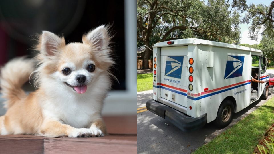 a tan colored chihuahua sitting next to a USPs delivery truck