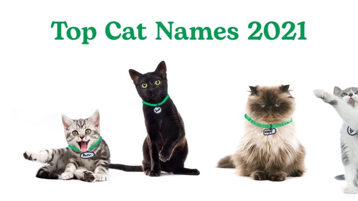 A variety of cats playing on a white background with "Top Cat Names 2021" in Rover green text.