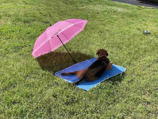 Dog lays on cooling mat on lawn with pink umbrella