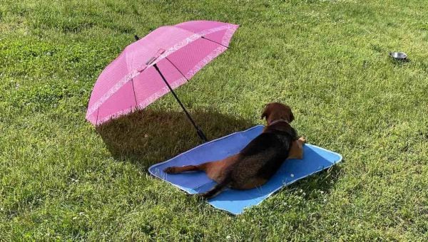 Dog sitting on cooling mat on lawn with pink umbrella
