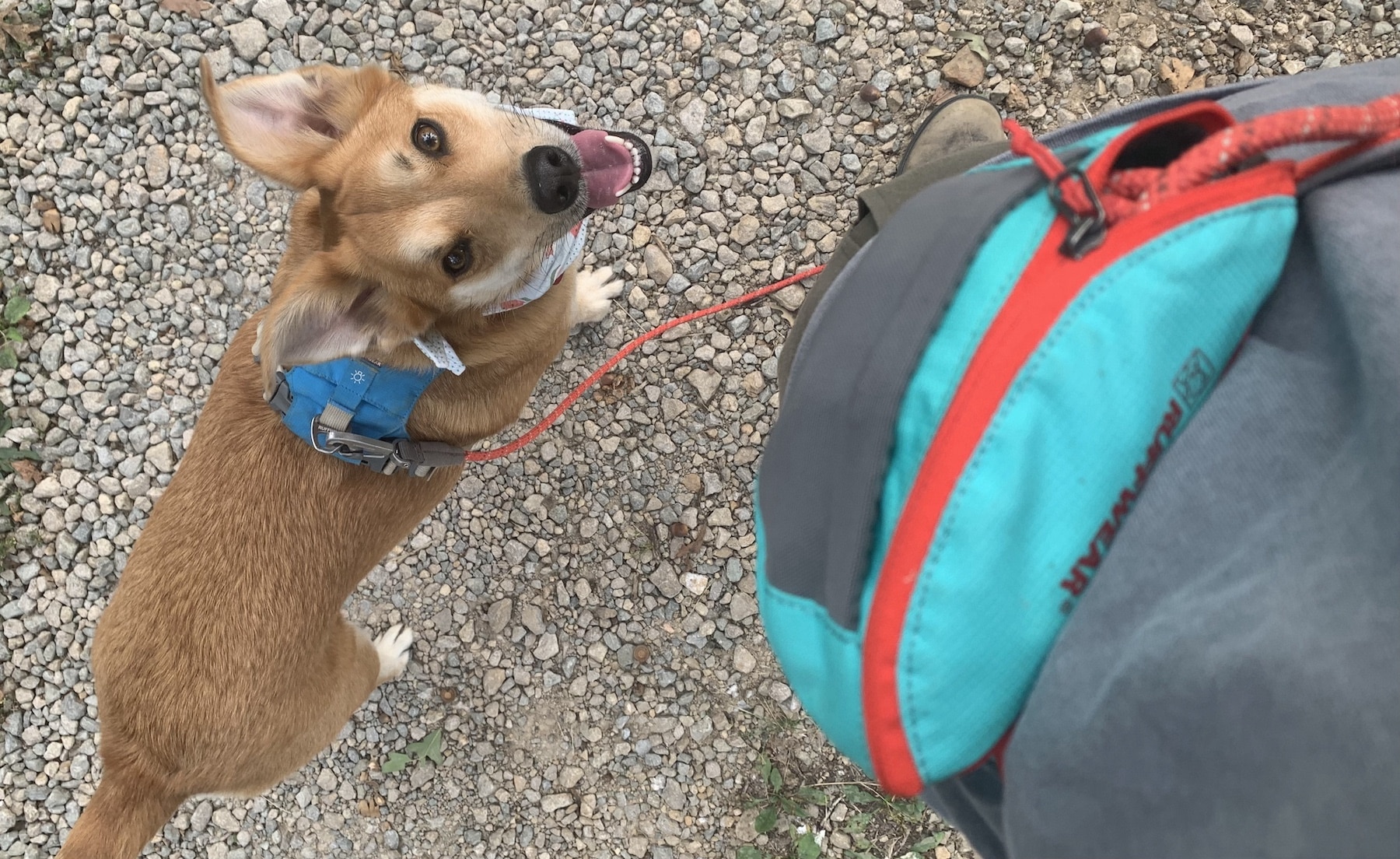 Roo, a brown Lab mix, stands next to her human wearing the Ruffwear Hitch Hiker Leash