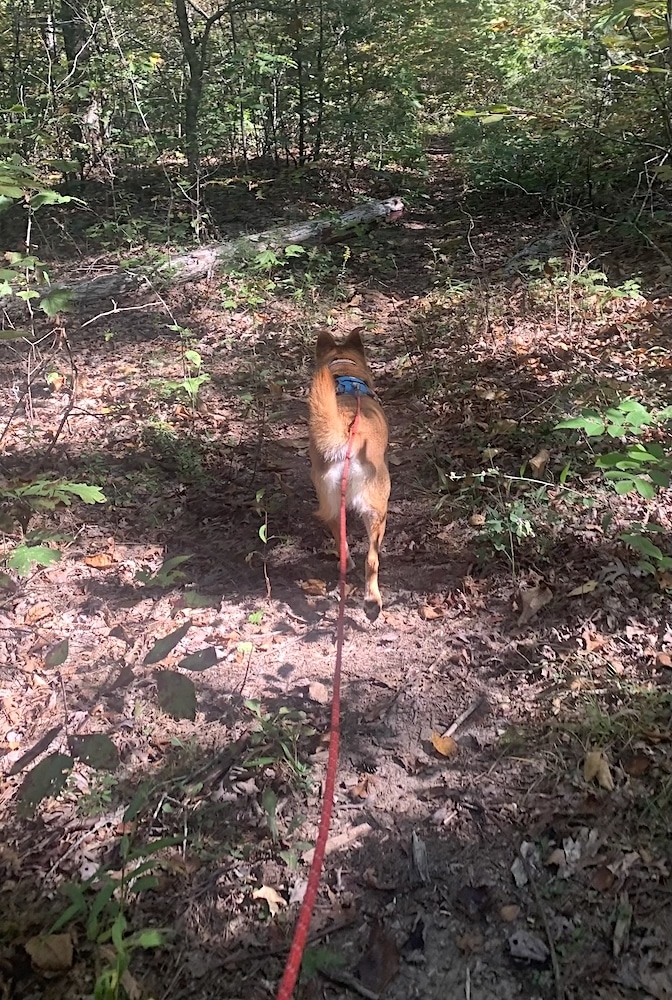 Foxy Lab mix trots through the woods while wearing the Ruffwear Hitch Hiker Leash