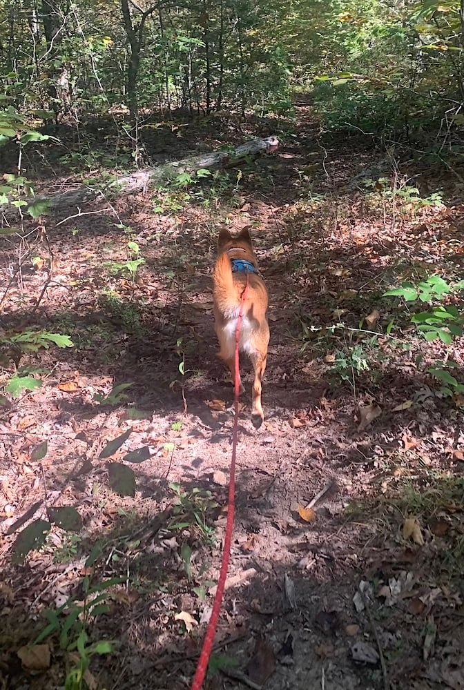 Foxy Lab mix trots through the woods while wearing the Ruffwear Hitch Hiker Leash