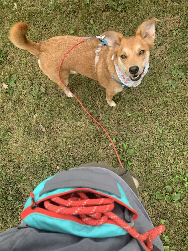 The 9 Best Dog Leashes for Hiking Adventures