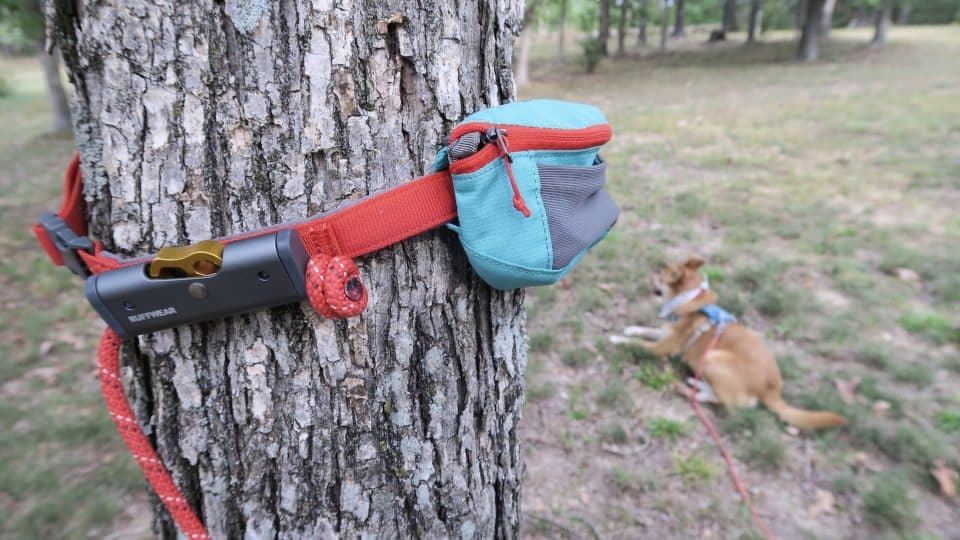 Ruffwear Hitch Hiker Leash secured to a tree with a brown dog at the end of the leash