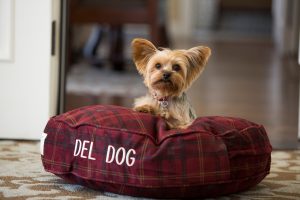A small dog is lying on a plush dog bed embroidered with Del Dog at Hotel Del Coronado
