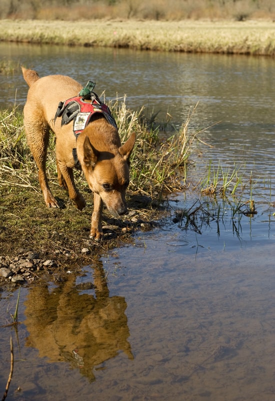 a conservation canine searches for an endangered frog